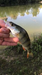 European Perch