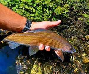 Grayling