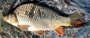 Common Carp