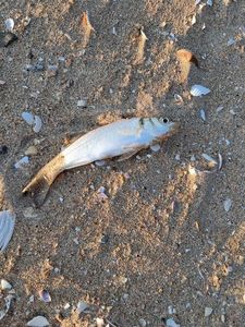 European Bass (Seabass)