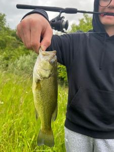 Largemouth Bass