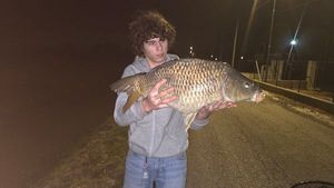Common Carp
