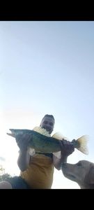 Zander