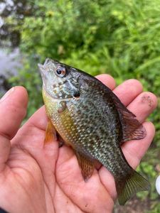 Green Sunfish