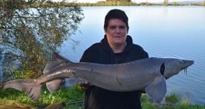 Siberian Sturgeon