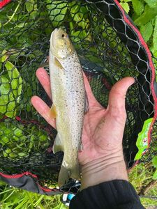 Brown Trout