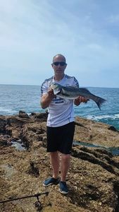 European Bass (Seabass)