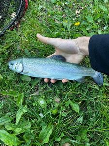 Rainbow Trout