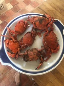 Velvet Swimming Crab