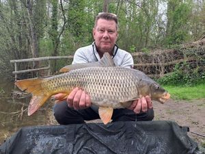Common Carp