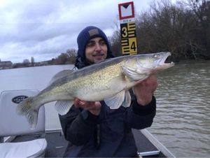 Zander