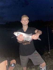 Goldeye