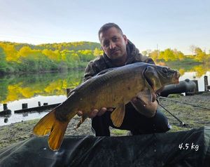 Mirror Carp