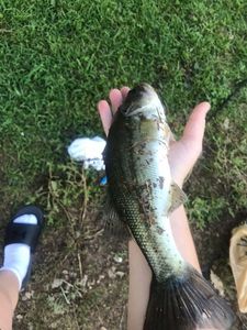 Largemouth Bass