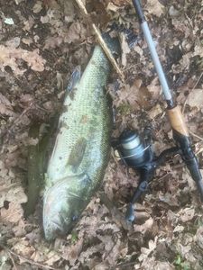 Largemouth Bass