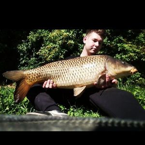 Common Carp