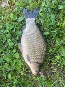 Crucian Carp