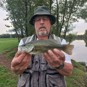Smallmouth Bass