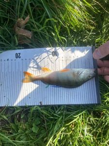 European Perch