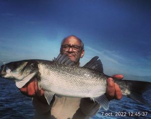 European Bass (Seabass)