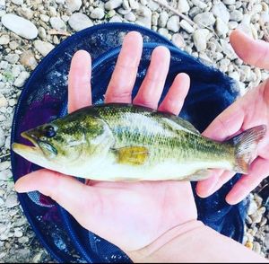 Largemouth Bass