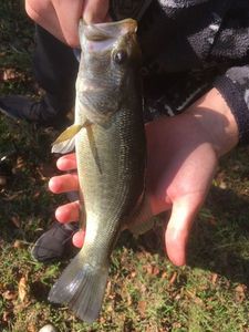 Largemouth Bass