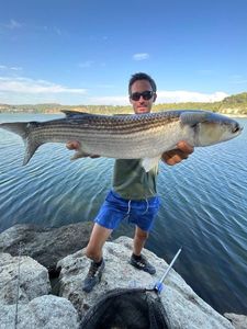 Thinlip grey mullet