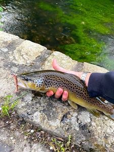 Brown Trout