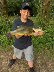 Largemouth Bass