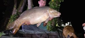 Mirror Carp