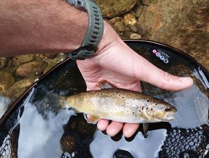 Brown Trout