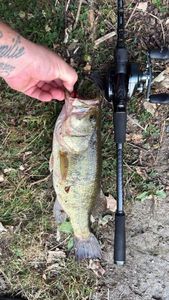 Largemouth Bass