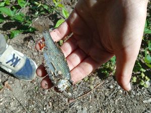 Roach