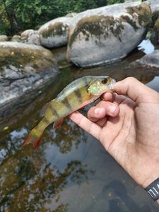 European Perch