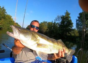 Zander