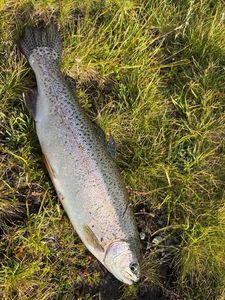 Rainbow Trout