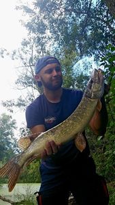 Northern Pike