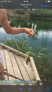 Largemouth Bass