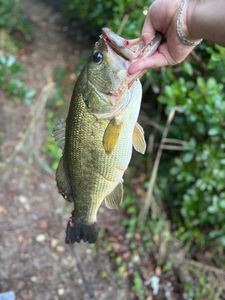 Largemouth Bass