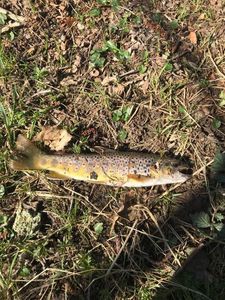 Brown Trout