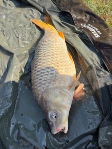 Common Carp
