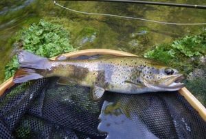 Brown Trout