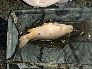 Leather Carp