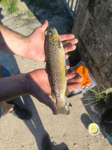 Brown Trout