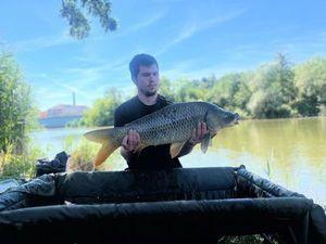 Common Carp
