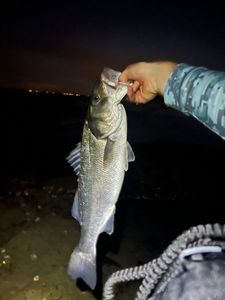 European Bass (Seabass)