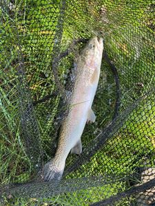 Rainbow Trout