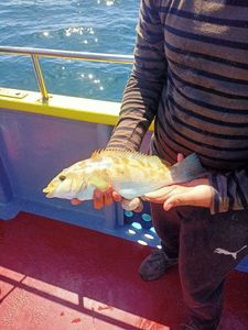 Coral Hind