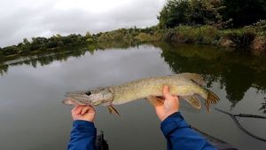 Northern Pike