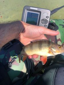 European Perch